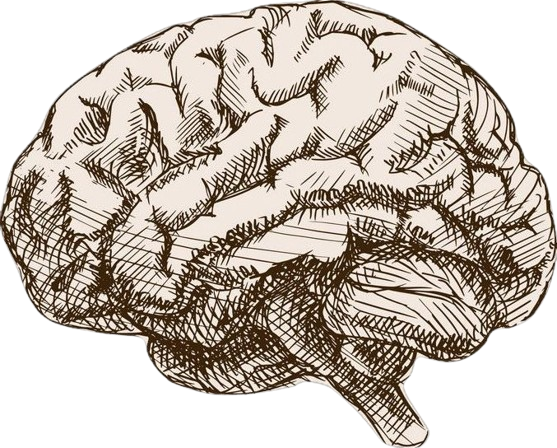 brain