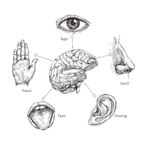 senses